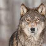 Lobo que não uiva, não encontra o seu clã Lobo que não uiva, não encontra o seu clã